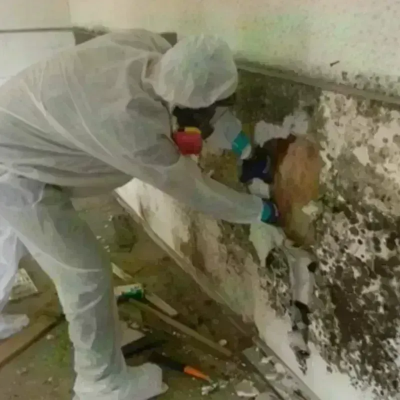 Mold Remediation and Removal in Meridianville, AL